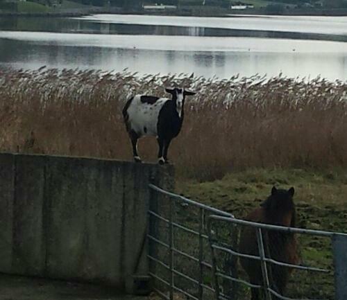 Lake View, Rosscarbery Hotel Bagian luar foto